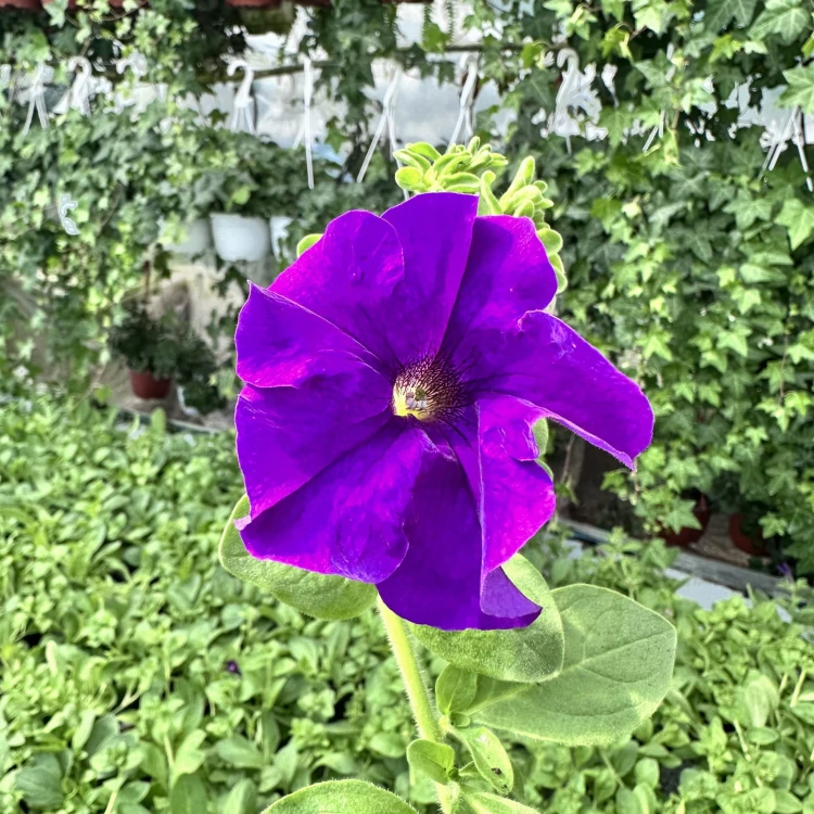 Surfinia Giant Blue Petunia niebiesko-fioletowa #2