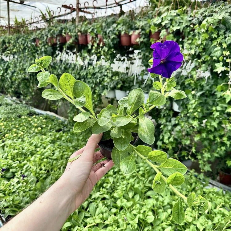 Surfinia Giant Blue Petunia niebiesko-fioletowa #3
