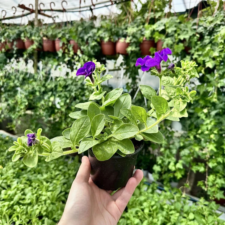 Surfinia Giant Blue Petunia niebiesko-fioletowa #4