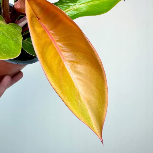 Philodendron Prince of Orange Filodendron P14 #2
