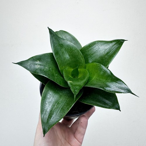 Sansewieria gwinejska Hahnii Black Sansevieria trifasciata #2