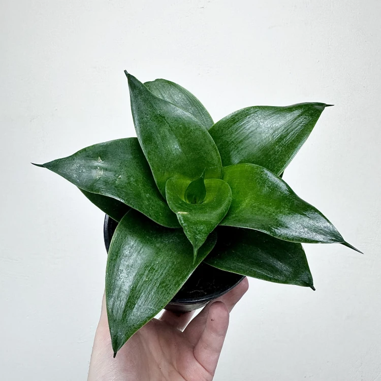 Sansewieria gwinejska Hahnii Black Sansevieria trifasciata #2