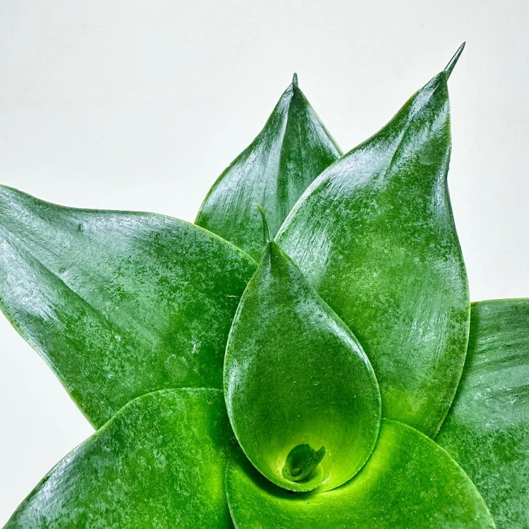 Sansewieria gwinejska Hahnii Black Sansevieria trifasciata #3