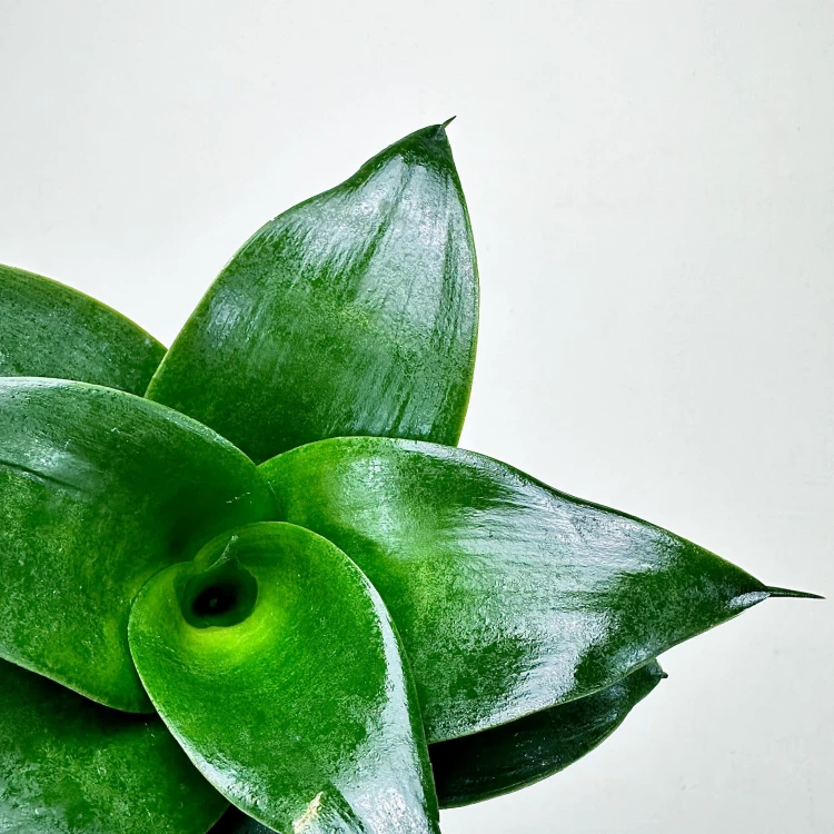 Sansewieria gwinejska Hahnii Black Sansevieria trifasciata #4