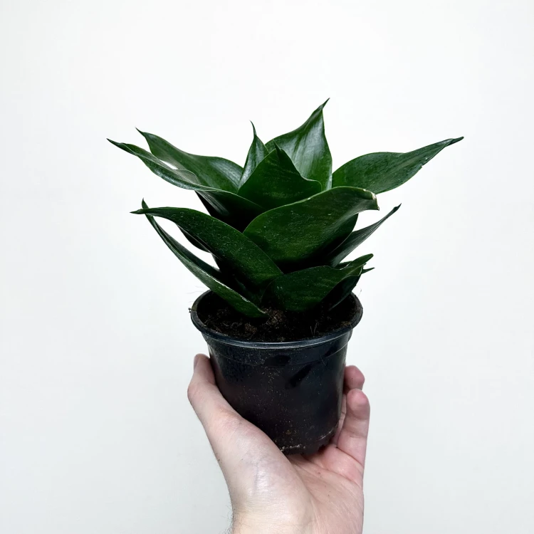 Sansewieria gwinejska Hahnii Black Sansevieria trifasciata #5