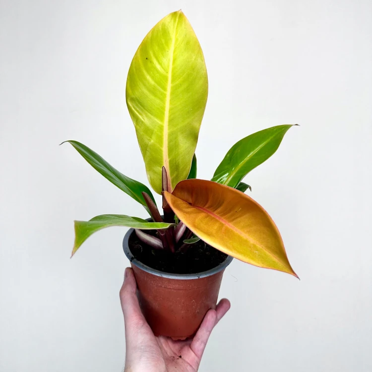 Philodendron Prince of Orange Filodendron P14 #3
