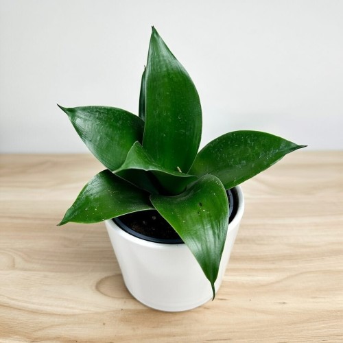 Sansewieria gwinejska Hahnii Black Sansevieria trifasciata P9 #1