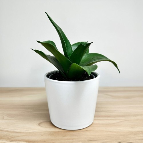 Sansewieria gwinejska Hahnii Black Sansevieria trifasciata P9 #2