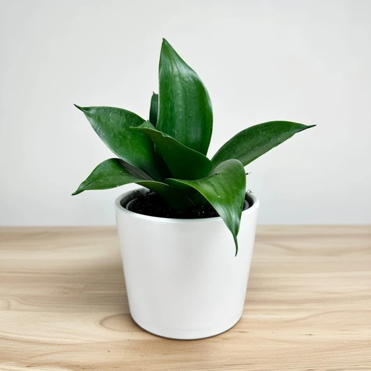 Sansewieria gwinejska Hahnii Black Sansevieria trifasciata P9 #3