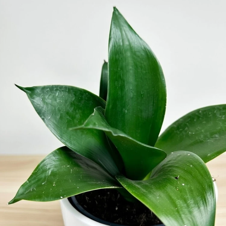 Sansewieria gwinejska Hahnii Black Sansevieria trifasciata P9 #4