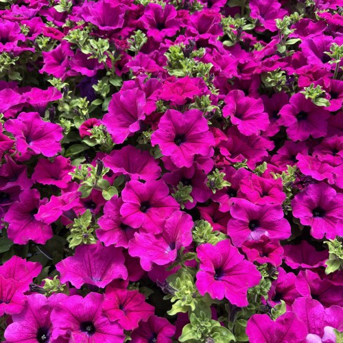 Surfinia Purple Petunia purpurowa #1