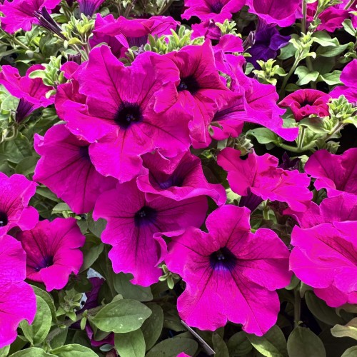 Surfinia Purple Petunia purpurowa #2