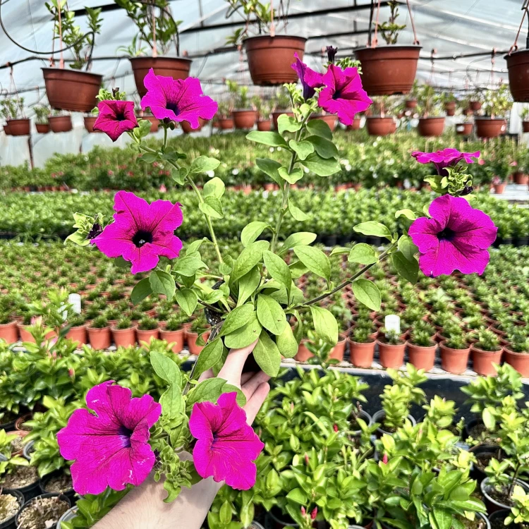 Surfinia Purple Petunia purpurowa #3