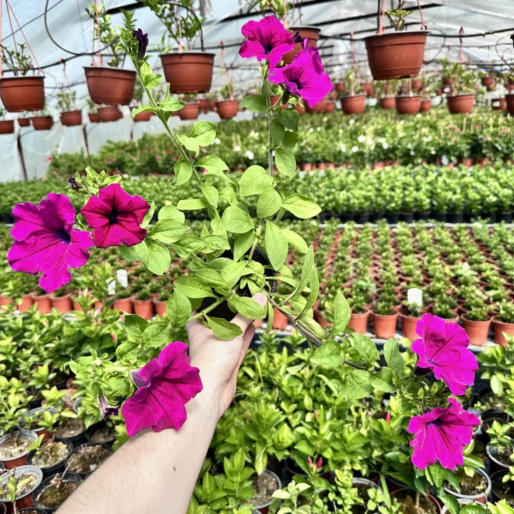 Surfinia Purple Petunia purpurowa #4