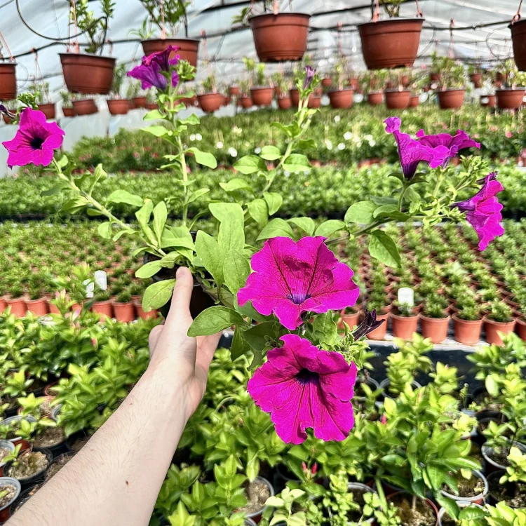 Surfinia Purple Petunia purpurowa #5