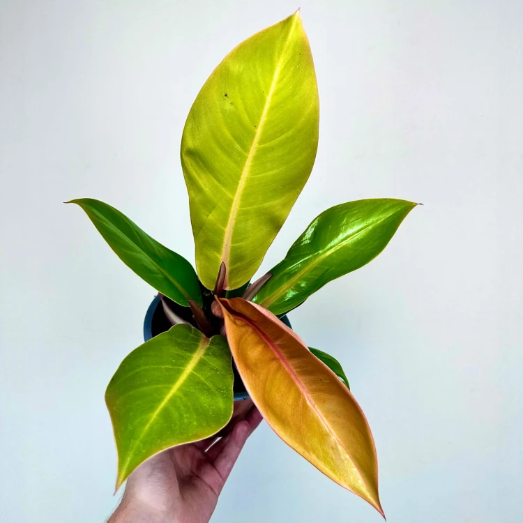 Philodendron Prince of Orange Filodendron P14 #4
