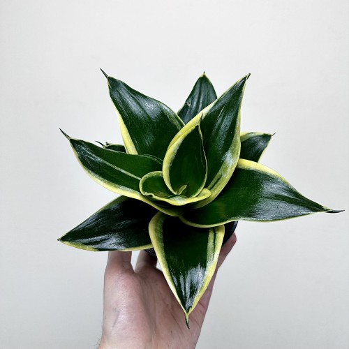 Sansevieria Hahnii Jade Sansewieria   #2