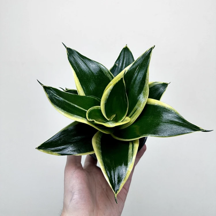 Sansevieria Hahnii Jade Sansewieria   #2