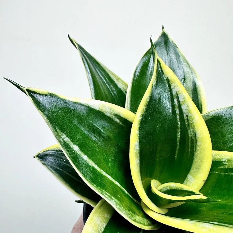 Sansevieria Hahnii Jade Sansewieria   #3