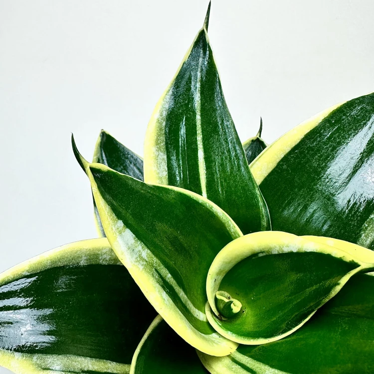 Sansevieria Hahnii Jade Sansewieria   #4