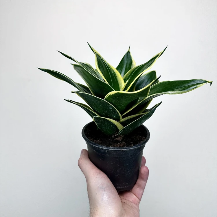 Sansevieria Hahnii Jade Sansewieria   #5