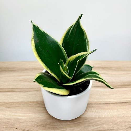 Sansevieria Hahnii Jade Sansewieria P9 #1