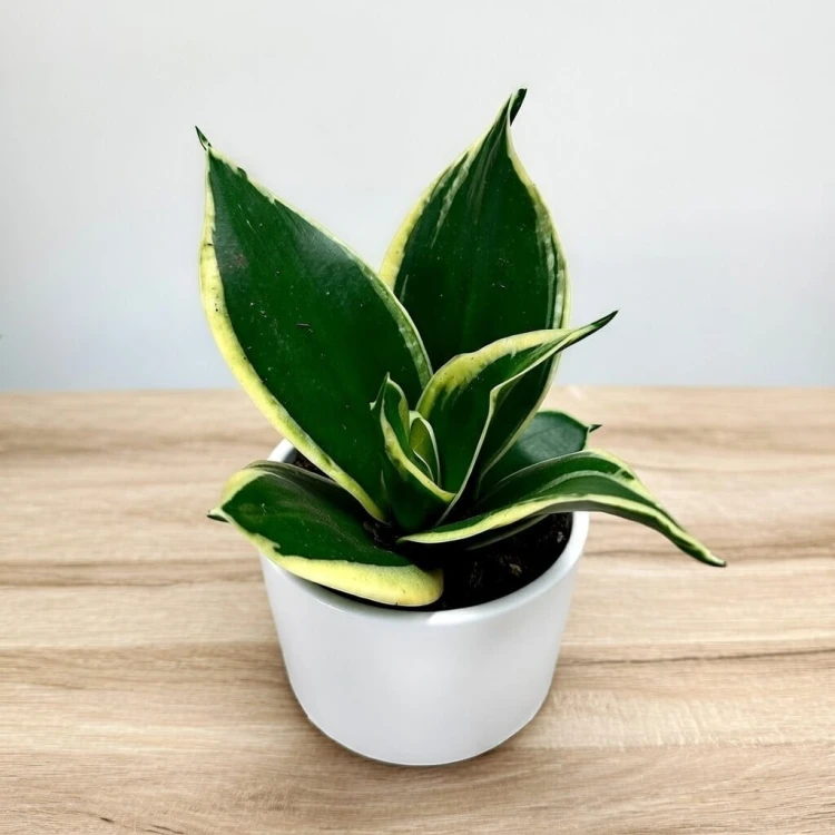 Sansevieria Hahnii Jade Sansewieria P9 #1
