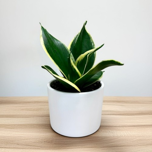 Sansevieria Hahnii Jade Sansewieria P9 #2