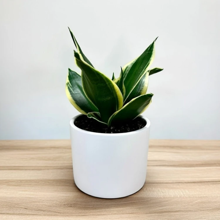 Sansevieria Hahnii Jade Sansewieria P9 #3