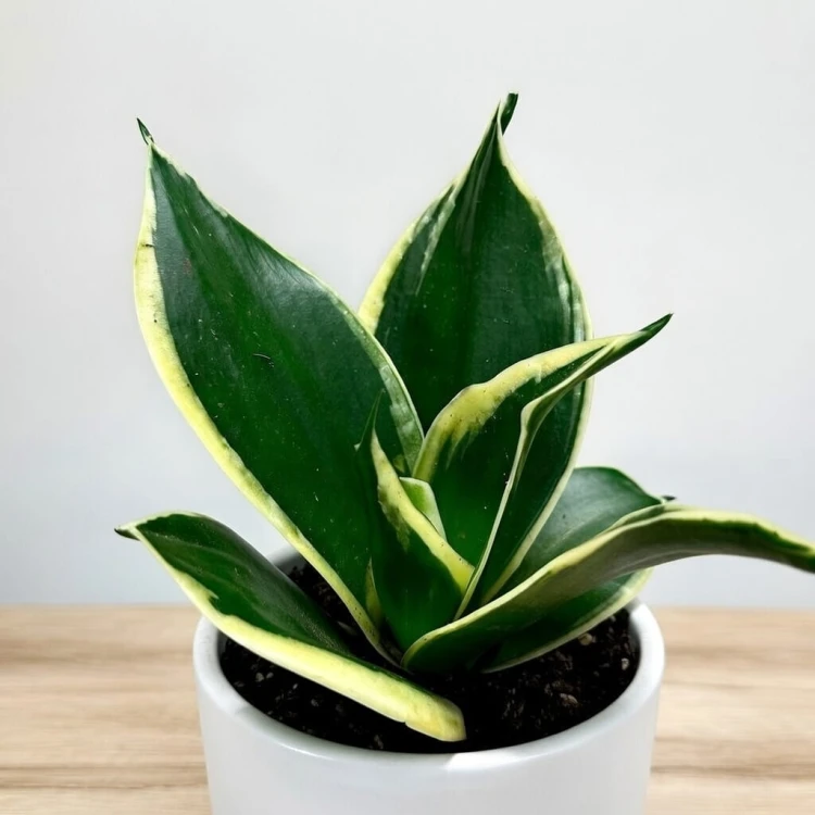 Sansevieria Hahnii Jade Sansewieria P9 #4