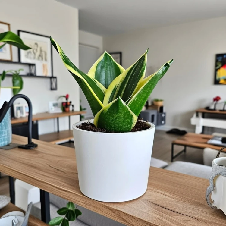 Sansevieria Hahnii Jade Sansewieria P9 #5