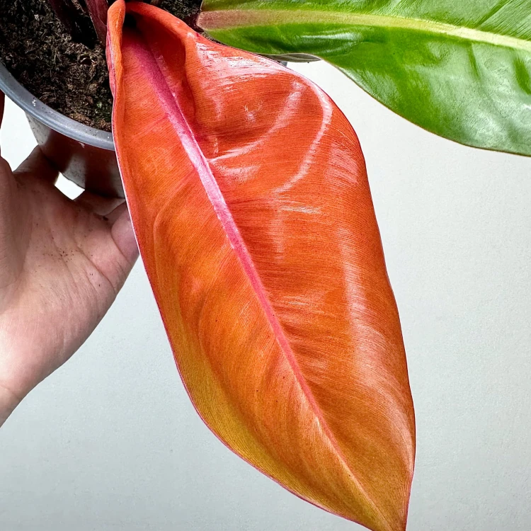 Philodendron Prince of Orange Filodendron P14 #5