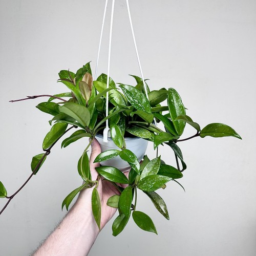 Hoya Hoja w doniczce wiszącej #1