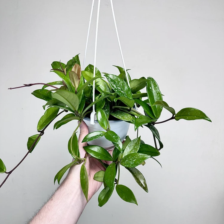 Hoya Hoja w doniczce wiszącej #1