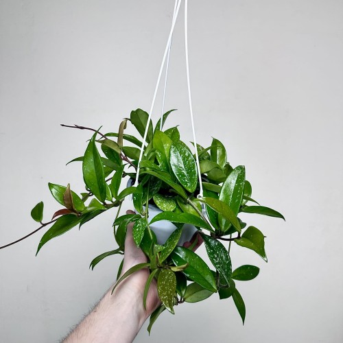 Hoya Hoja w doniczce wiszącej #2