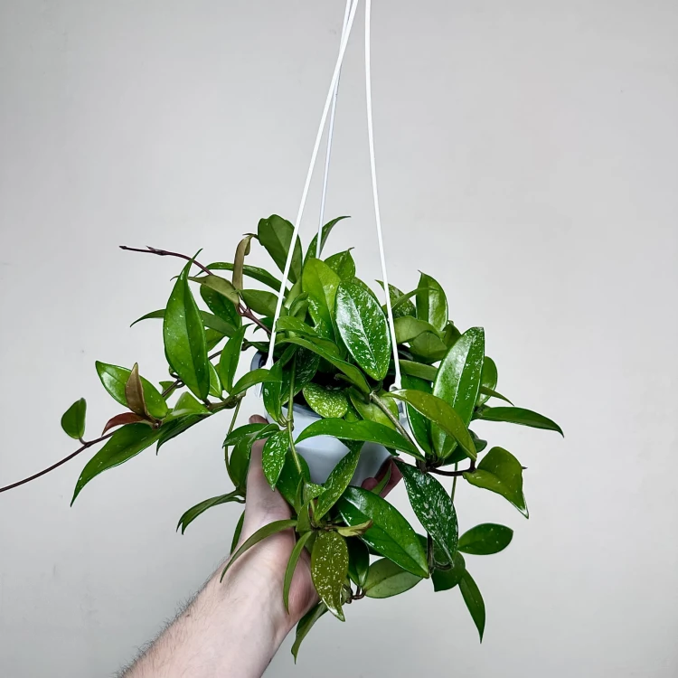 Hoya Hoja w doniczce wiszącej #2