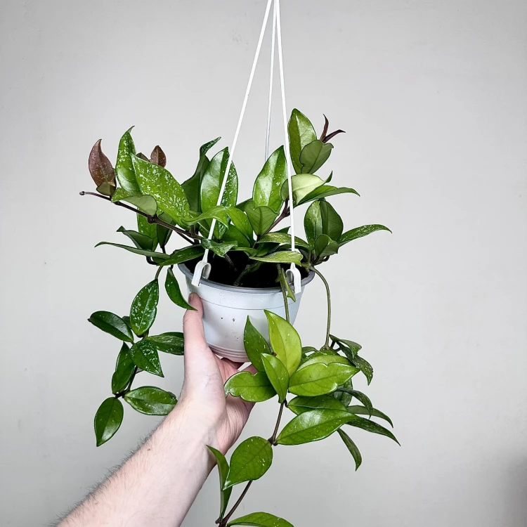 Hoya Hoja w doniczce wiszącej #3