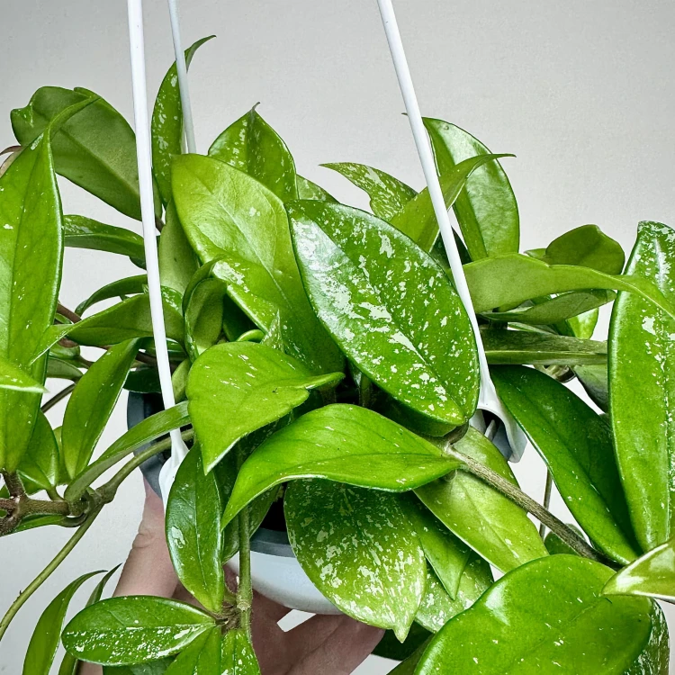 Hoya Hoja w doniczce wiszącej #4