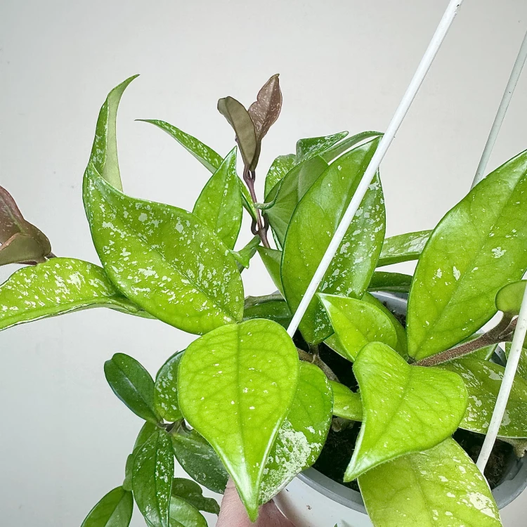 Hoya Hoja w doniczce wiszącej #6