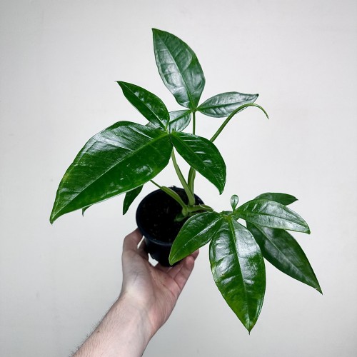 Syngonium Trileaf Wonder P11 #1