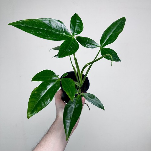 Syngonium Trileaf Wonder P11 #2