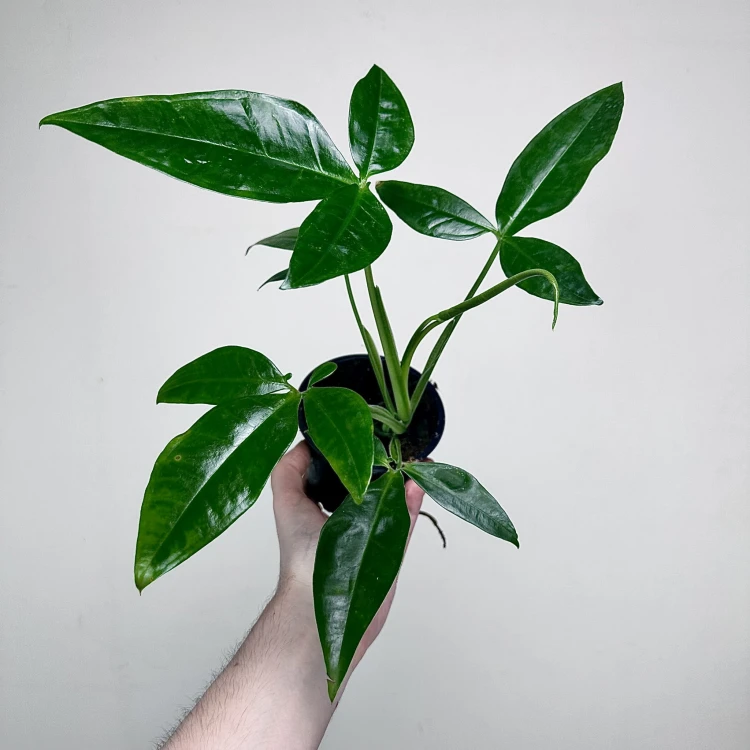 Syngonium Trileaf Wonder P11 #2