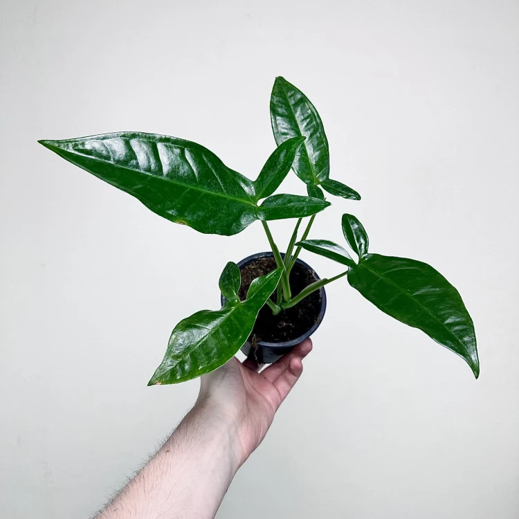 Syngonium Trileaf Wonder P11 #3