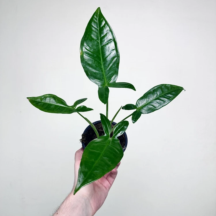 Syngonium Trileaf Wonder P11 #4