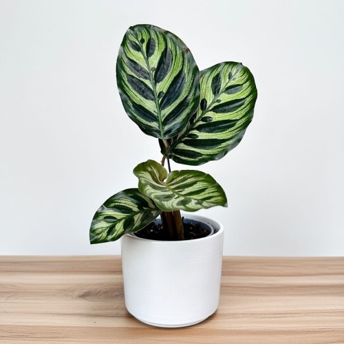 Calathea Makoyana Kalatea Makoya P9 #1