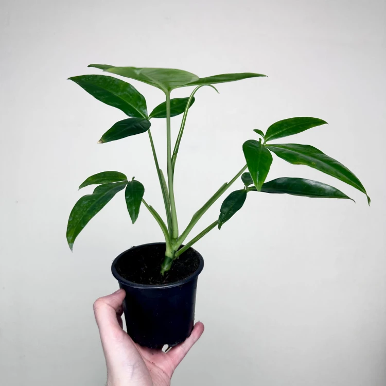 Syngonium Trileaf Wonder P11 #5