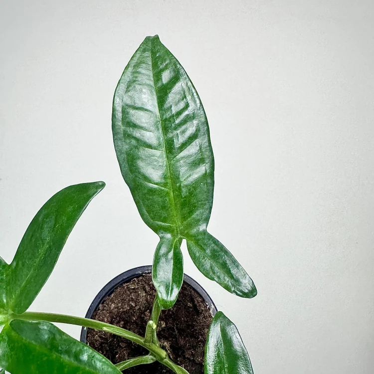 Syngonium Trileaf Wonder P11 #6