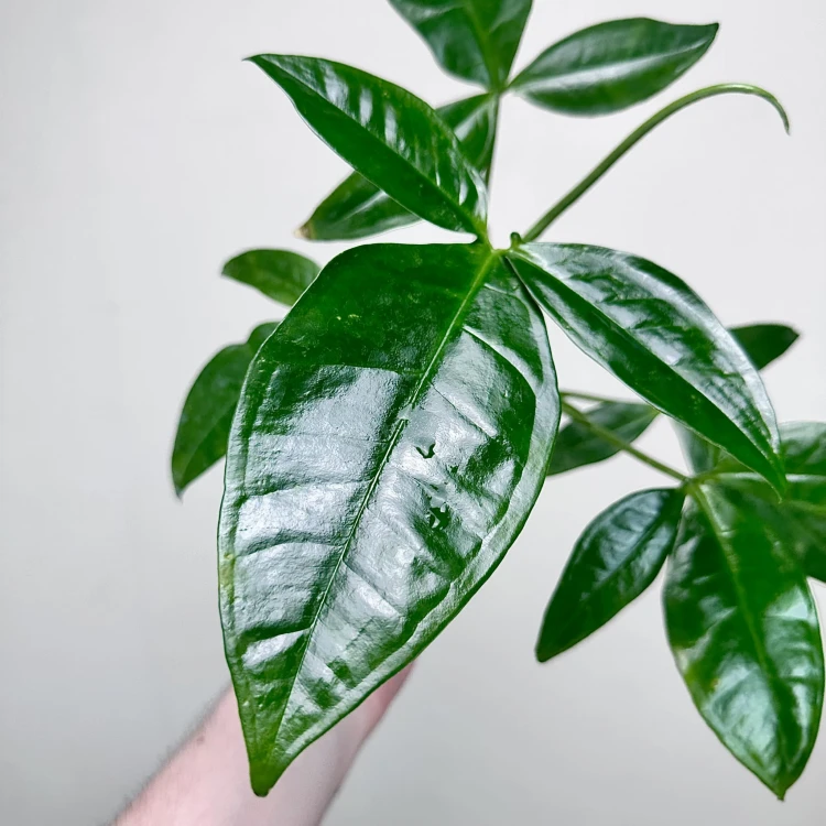 Syngonium Trileaf Wonder P11 #7