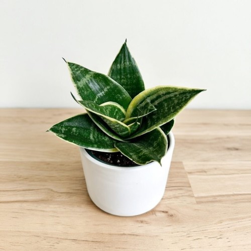 Sansewieria gwinejska Golden Hahnii Sansevieria trifasciata P9 #1