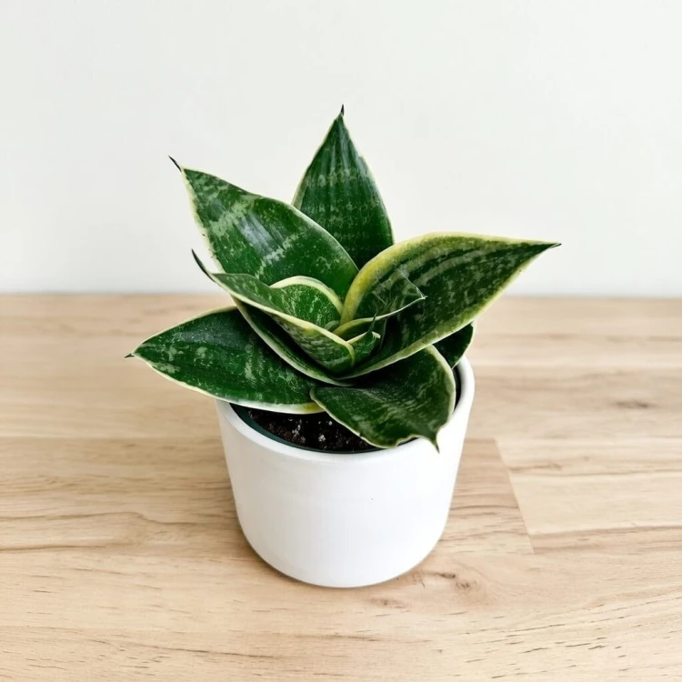 Sansewieria gwinejska Golden Hahnii Sansevieria trifasciata P9 #1